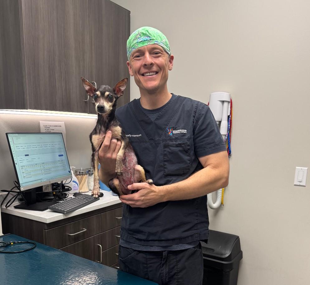 Nina, a ADOPTABLE mixed breed in Spring, TX image 2/5