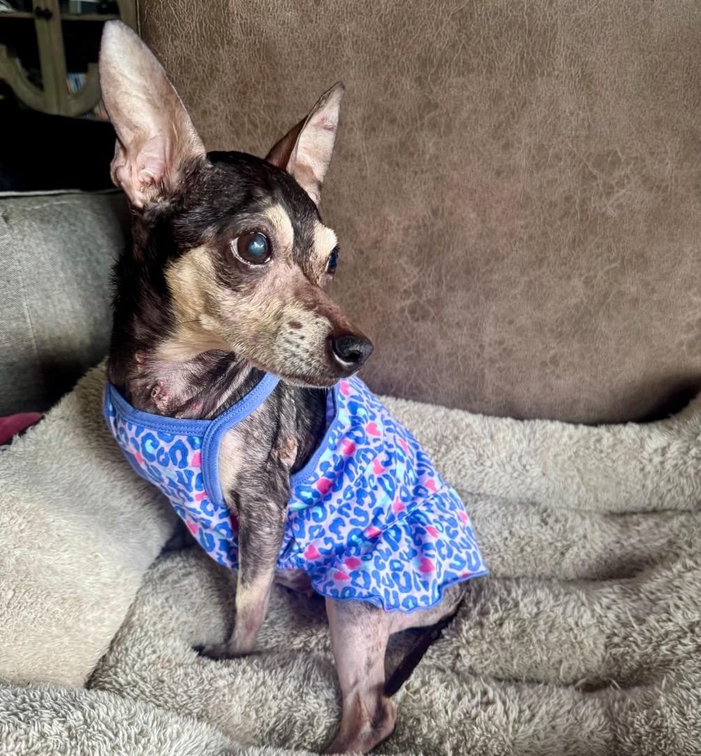 Nina, a ADOPTABLE mixed breed in Spring, TX image 3/5