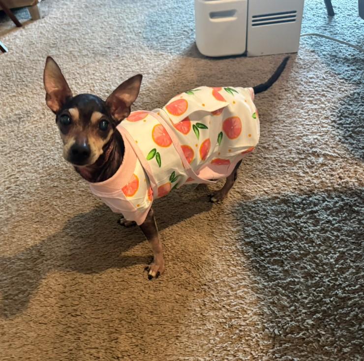 Nina, ADOPTABLE, Adult Female Chihuahua & Miniature Pinscher.