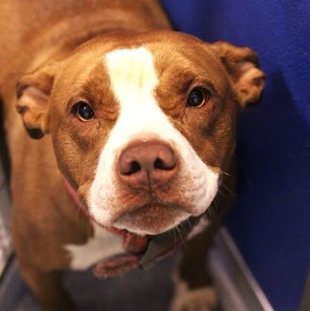26-01487 PONYO, Adoptable, Adult Female Pit Bull Terrier.
