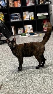 Enlarge Becca Torti Mom, a Adoptable Domestic Short Hair in Mustang, OK image 1/1