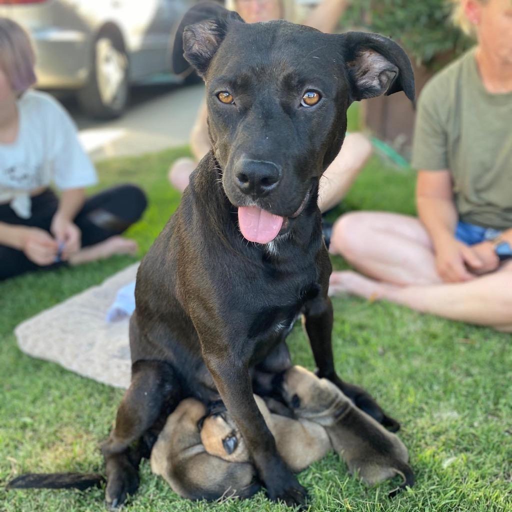 Enlarge Baby Bailey, a Adoptable mixed breed in Tehachapi, CA image 1/3