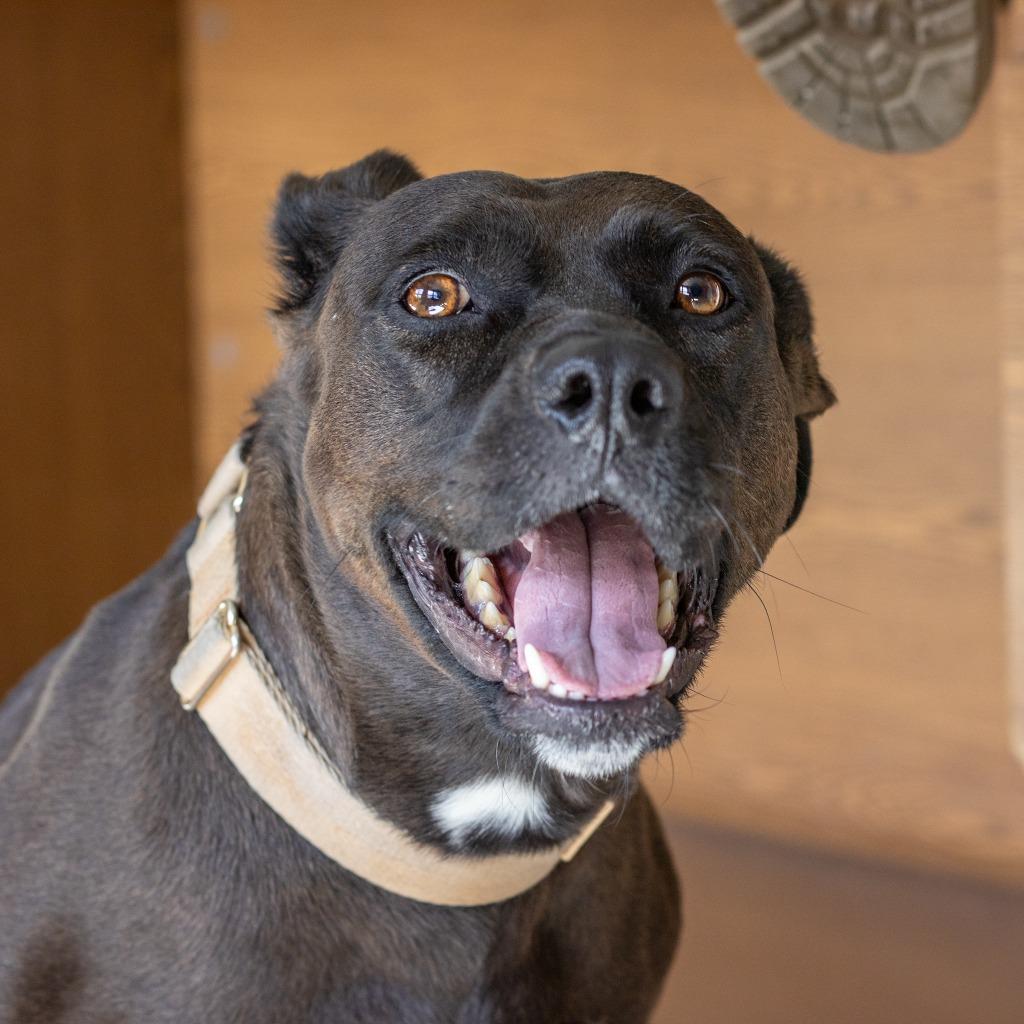 Enlarge Baby Bailey, a Adoptable mixed breed in Tehachapi, CA image 3/3