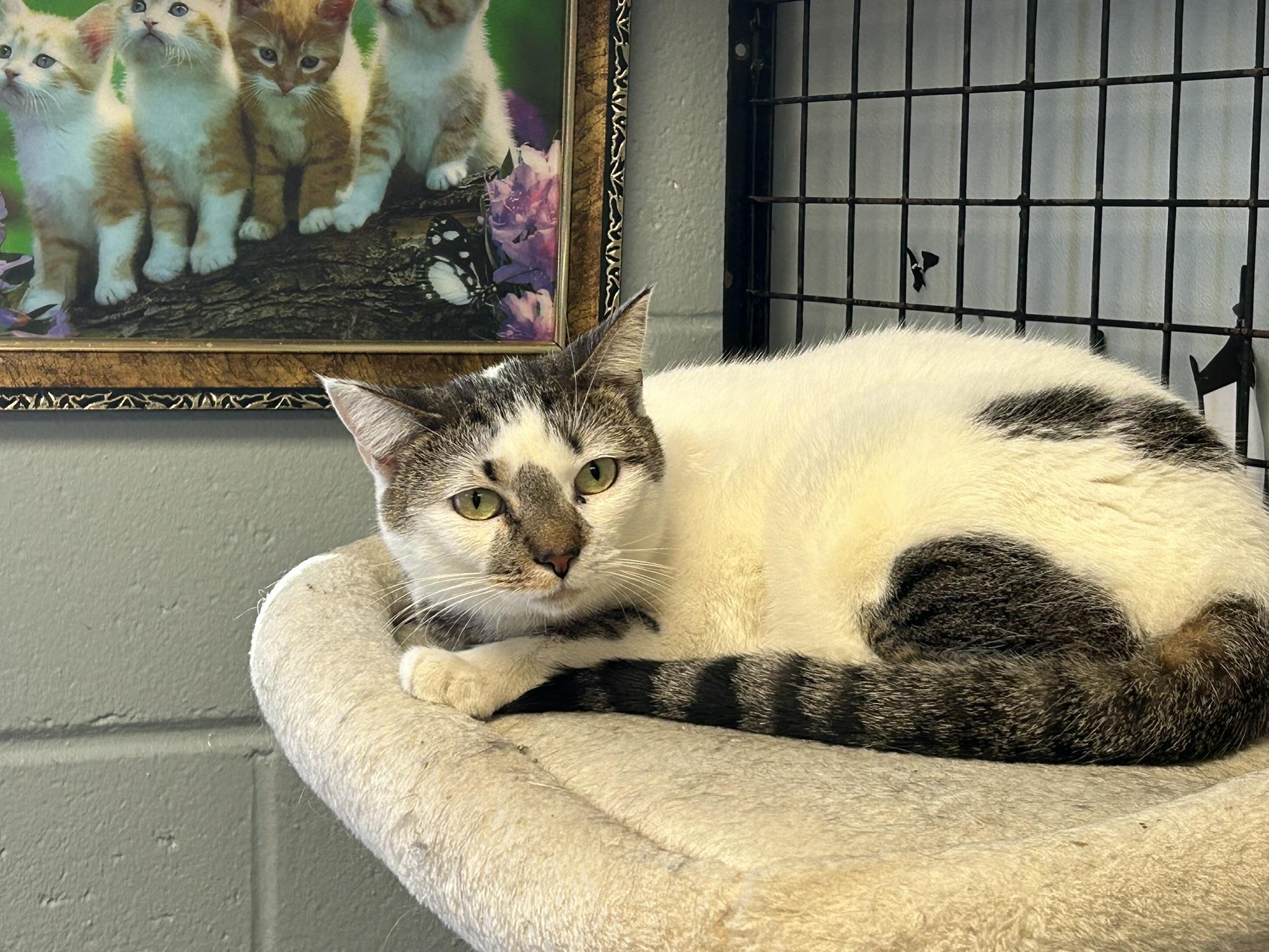 Eleanor, Adoptable, Adult Female Domestic Short Hair.