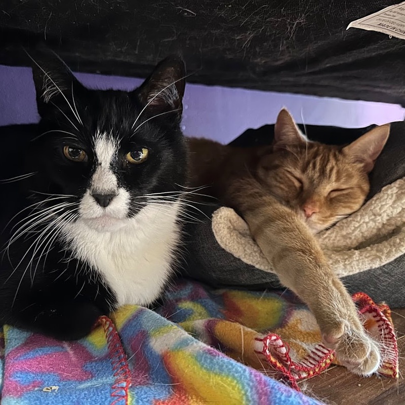 Cat for adoption Silas, a Domestic Short Hair in Kalamazoo, MI