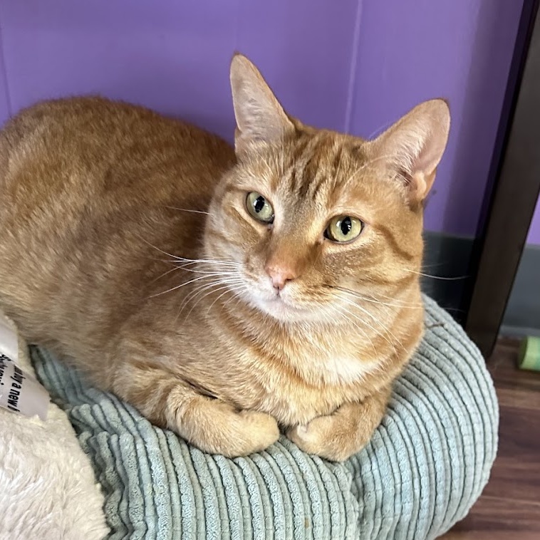 Cat for adoption Silas, a Domestic Short Hair in Kalamazoo, MI