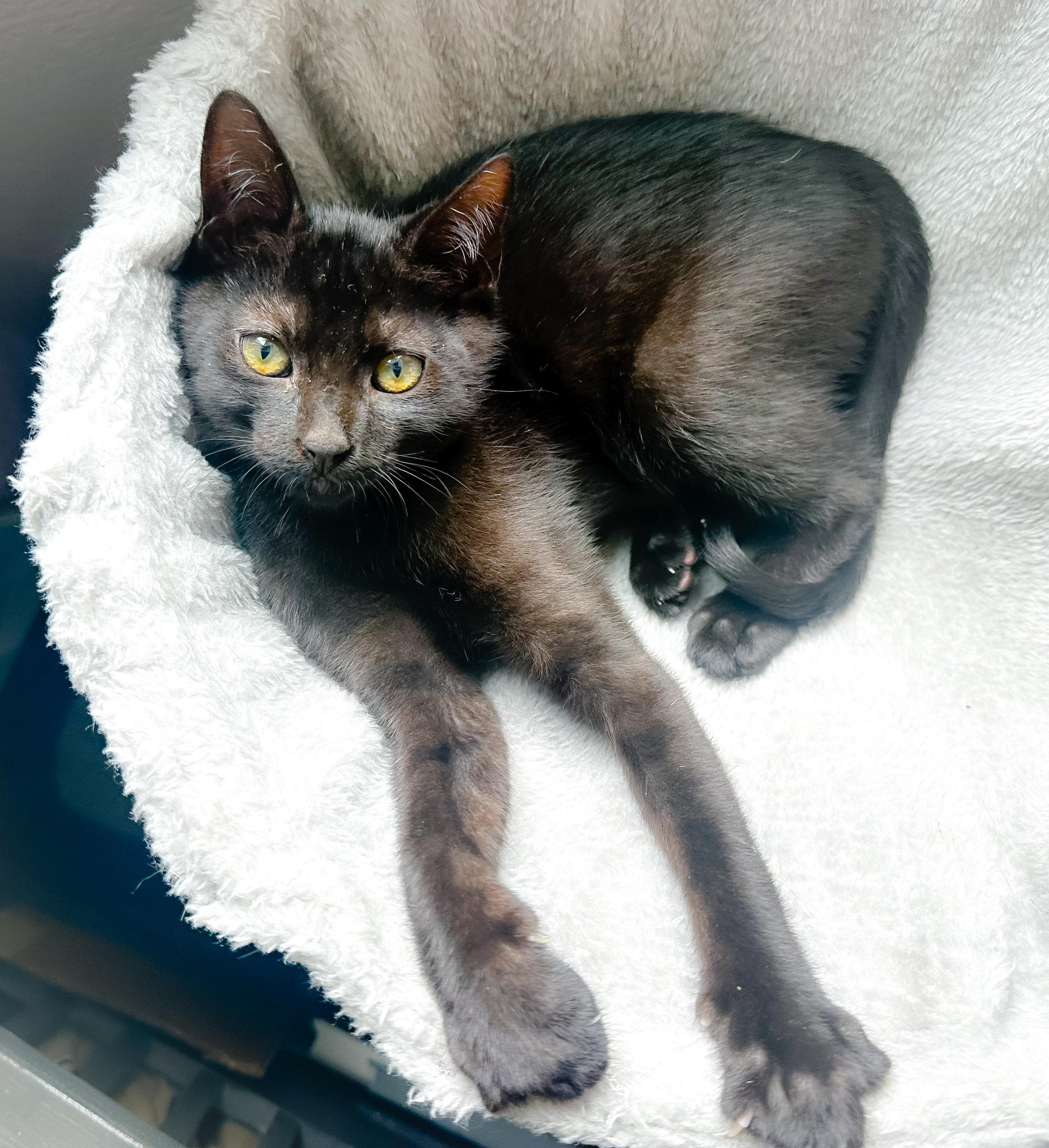 Taz, a ADOPTABLE Domestic Short Hair in Oakley, CA image 2/6