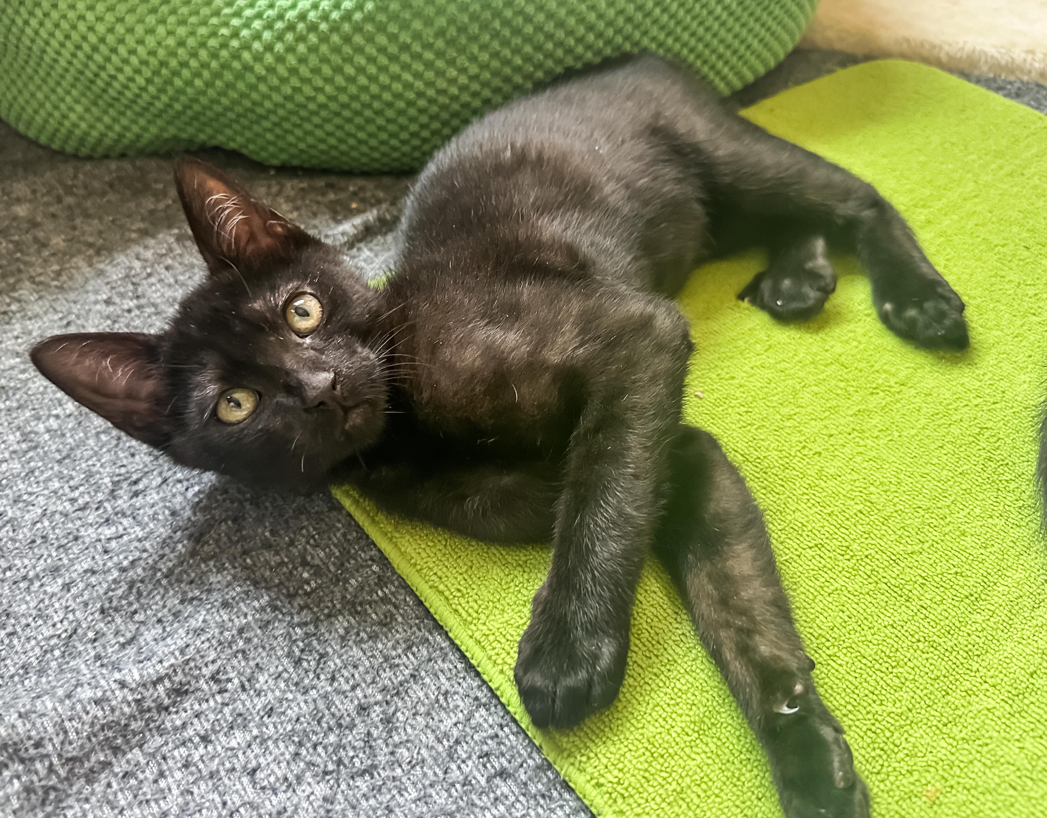 Taz, a ADOPTABLE Domestic Short Hair in Oakley, CA image 4/6