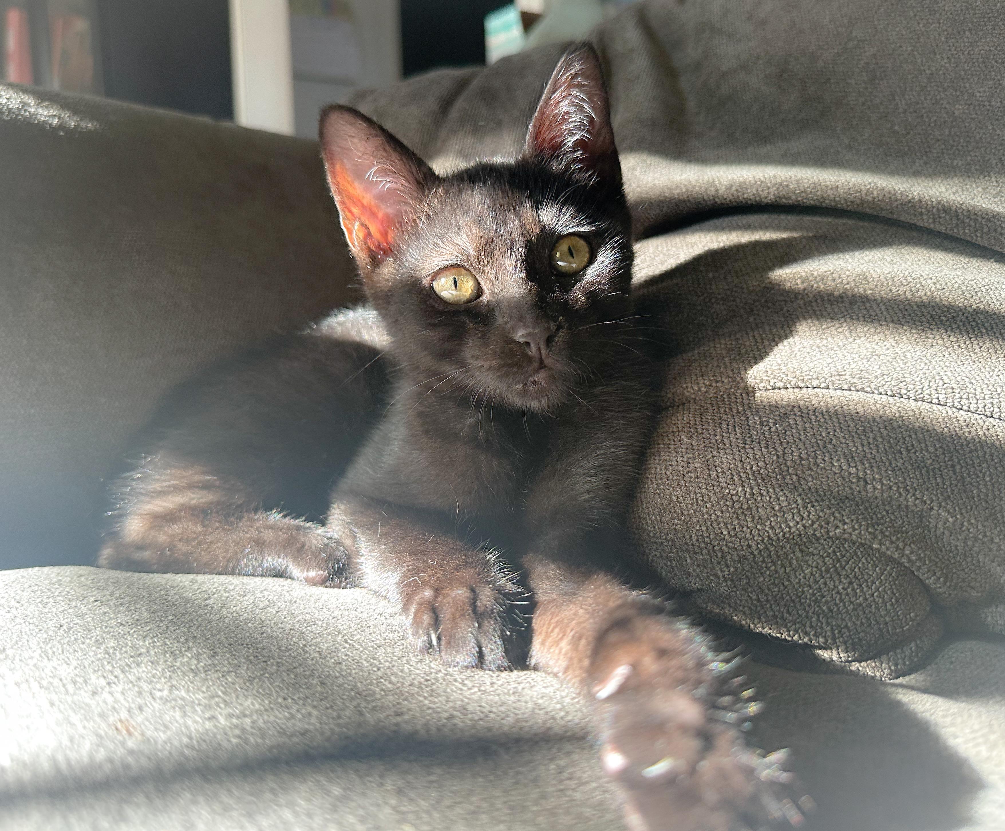 Taz, a ADOPTABLE Domestic Short Hair in Oakley, CA image 3/6