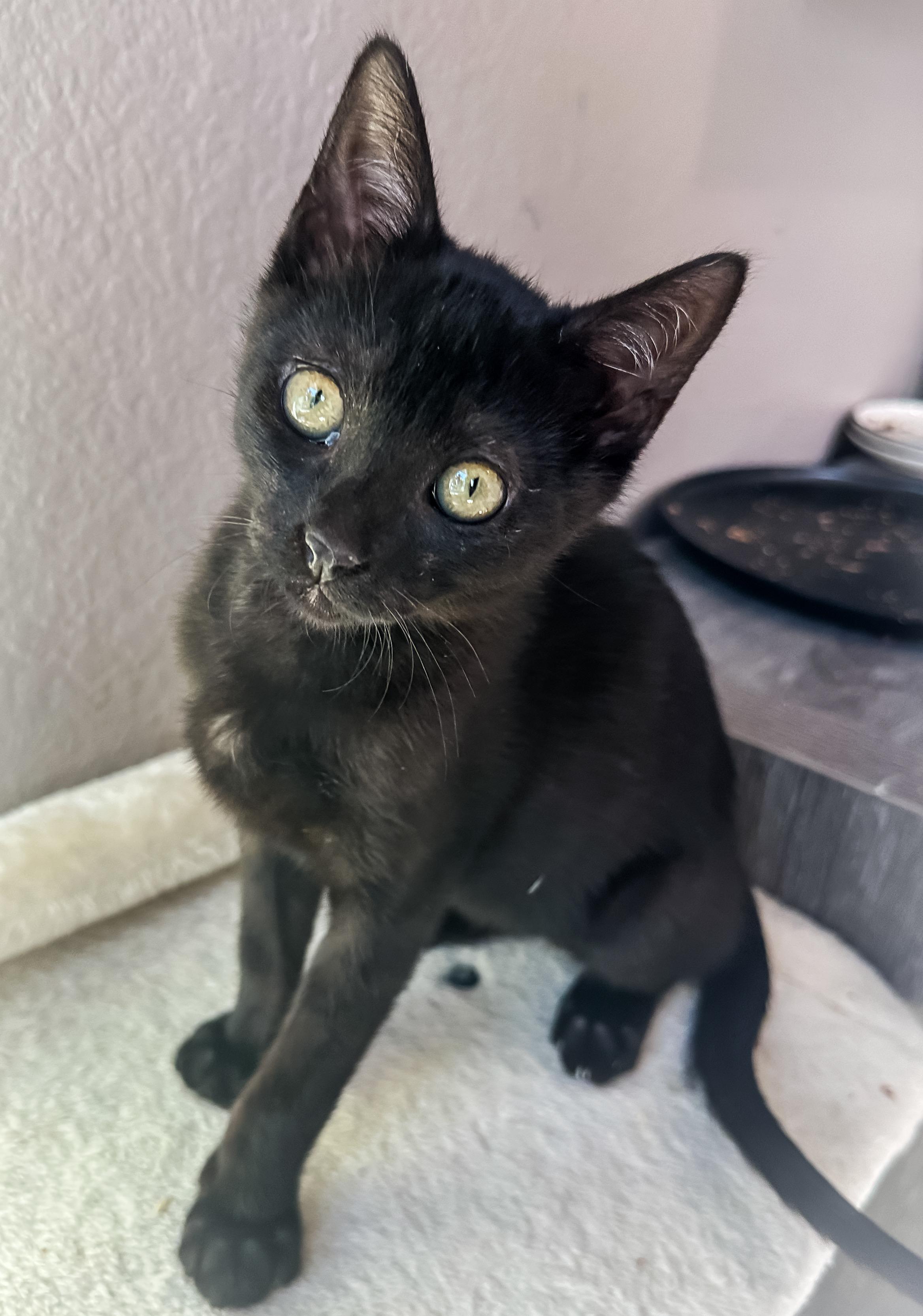 Taz, a ADOPTABLE Domestic Short Hair in Oakley, CA image 6/6
