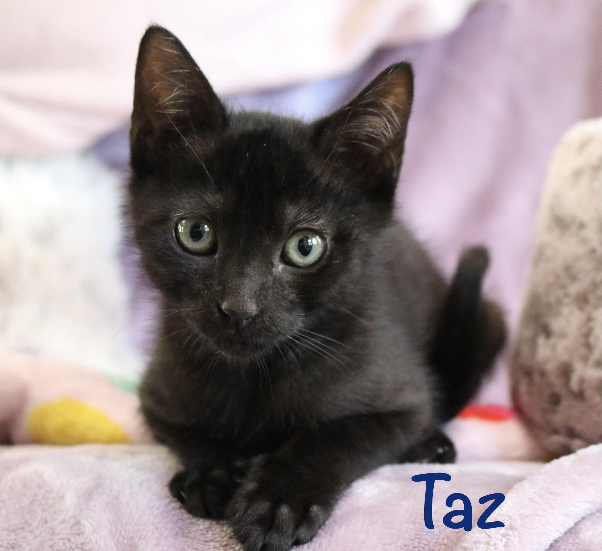 Taz, a ADOPTABLE Domestic Short Hair in Oakley, CA image 1/6