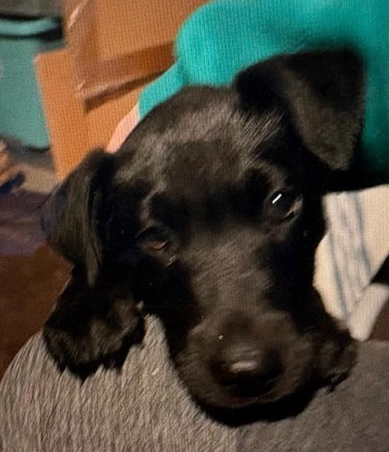 Enlarge Onyx, a ADOPTABLE Black Labrador Retriever in Oklahoma City, OK image 1/2