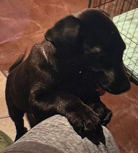 Enlarge Onyx, a ADOPTABLE Black Labrador Retriever in Oklahoma City, OK image 2/2