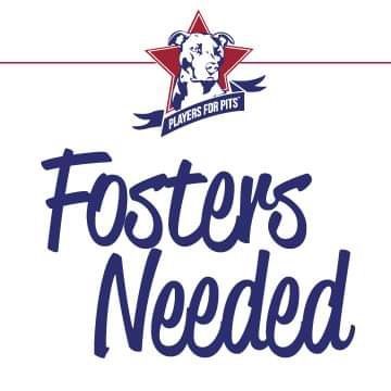 Fosters Needed! , Adoptable, Young Male Pit Bull Terrier.