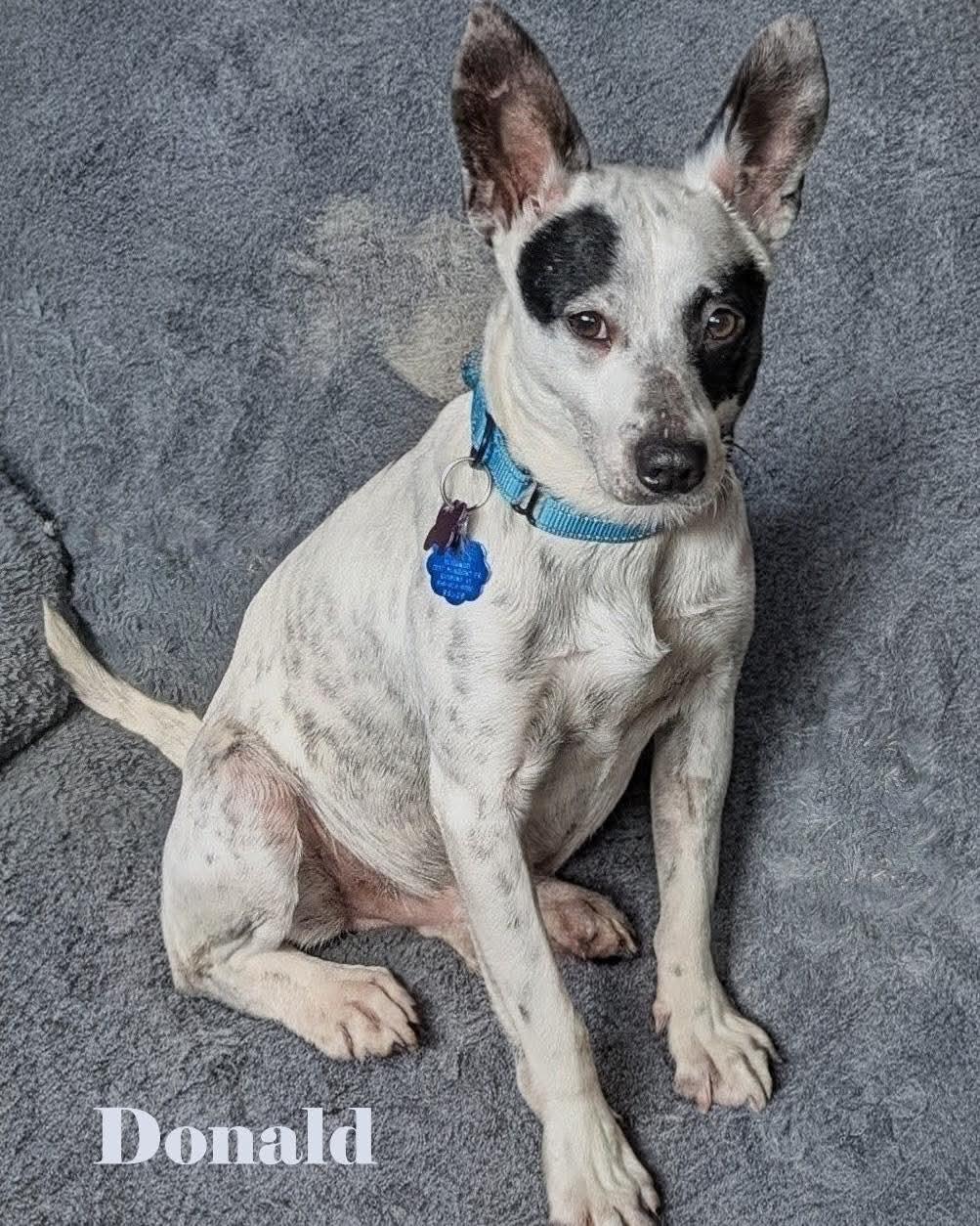 Enlarge Donald, a ADOPTABLE mixed breed in Washington , PA image 1/1