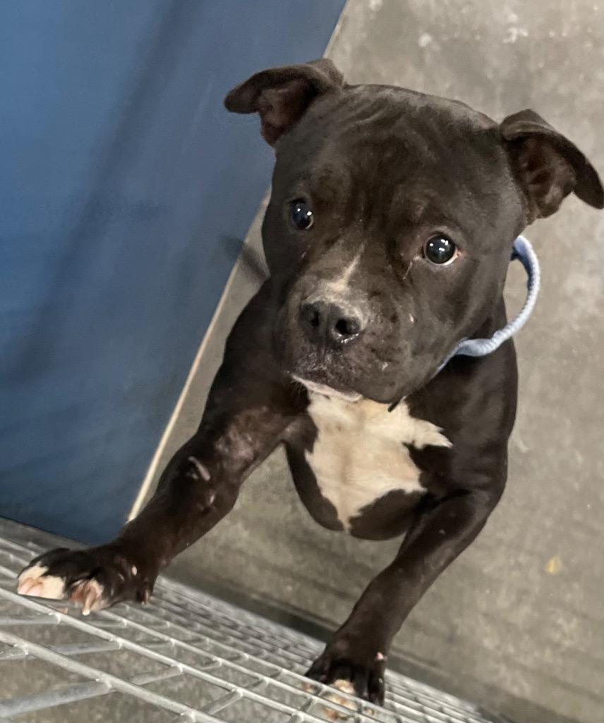 Kane, Adoptable, Young Male Pit Bull Terrier.