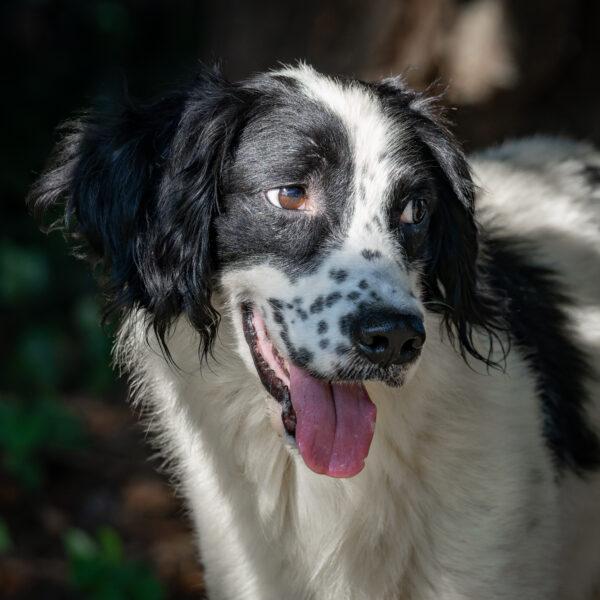 Enlarge EVANDER, a Adoptable mixed breed in Easton, MD image 1/1