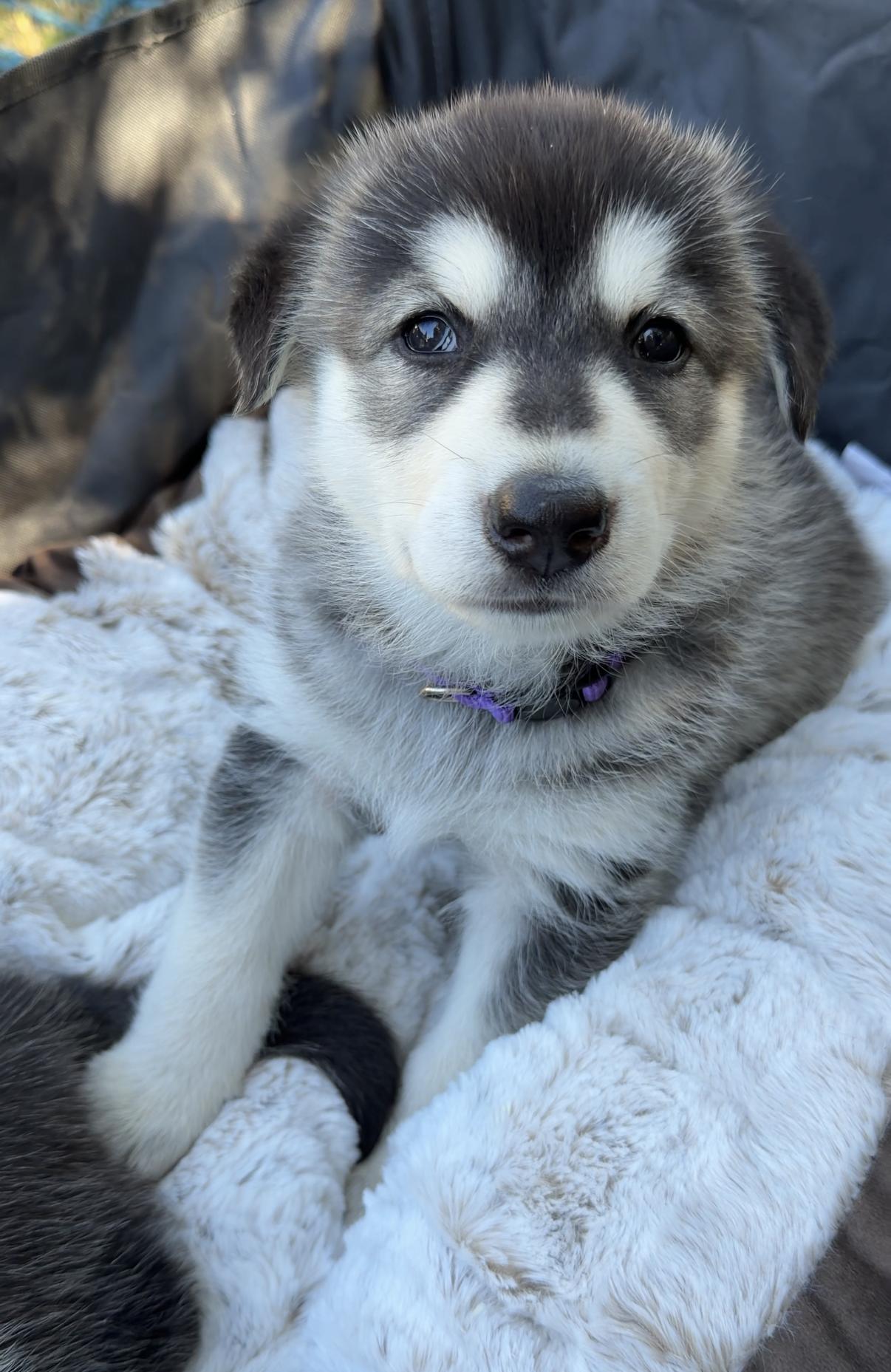 Enlarge Echo, an adopted mixed breed in Los Angeles, CA image 3/3