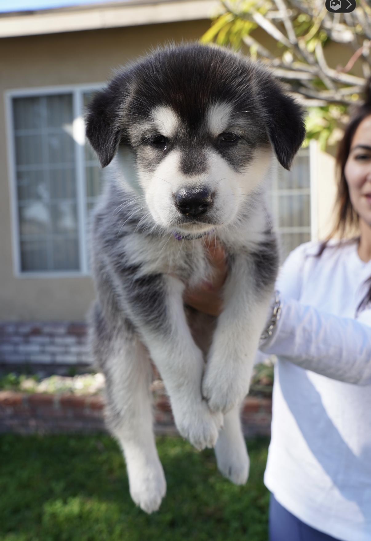 Enlarge Echo, an adopted mixed breed in Los Angeles, CA image 2/3