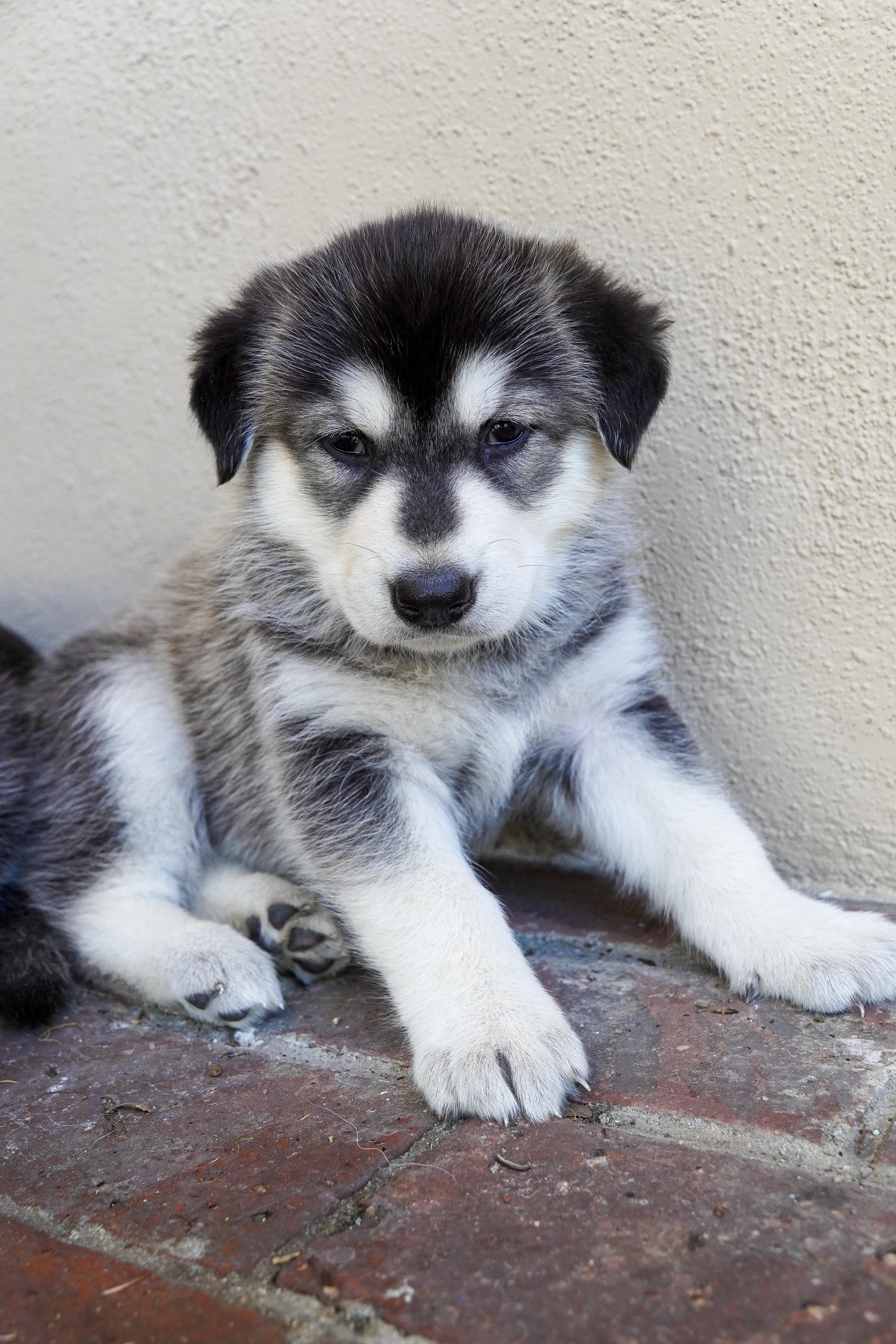 Enlarge Echo, an adopted mixed breed in Los Angeles, CA image 1/3