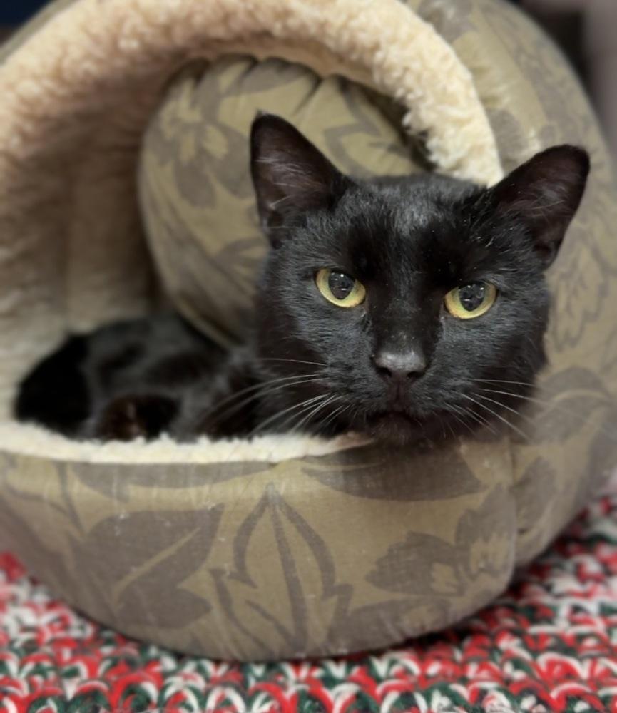 Percy, Adoptable, Adult Female Domestic Short Hair.