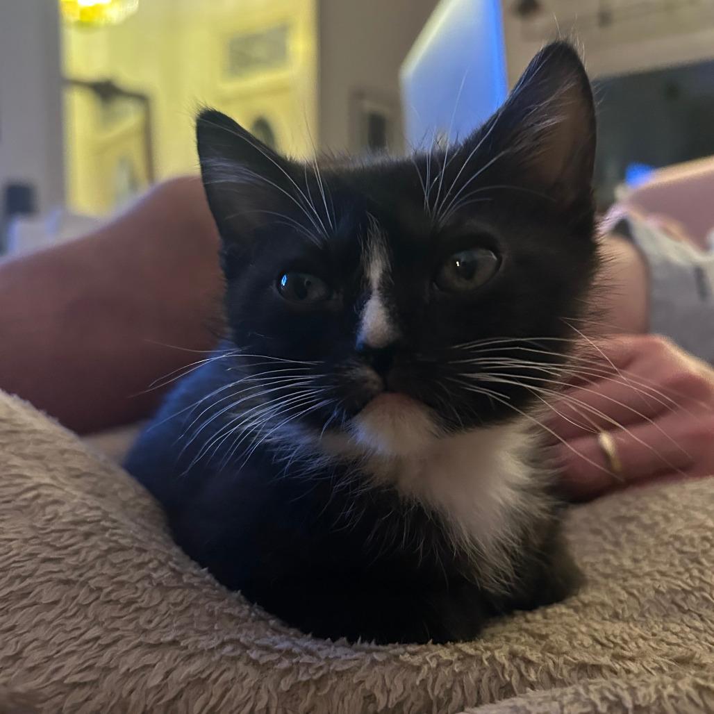 Chip, Adoptable, Kitten Male Domestic Short Hair.