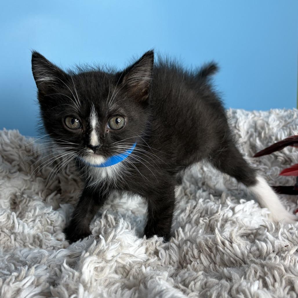Chip, Adoptable, Kitten Male Domestic Short Hair.