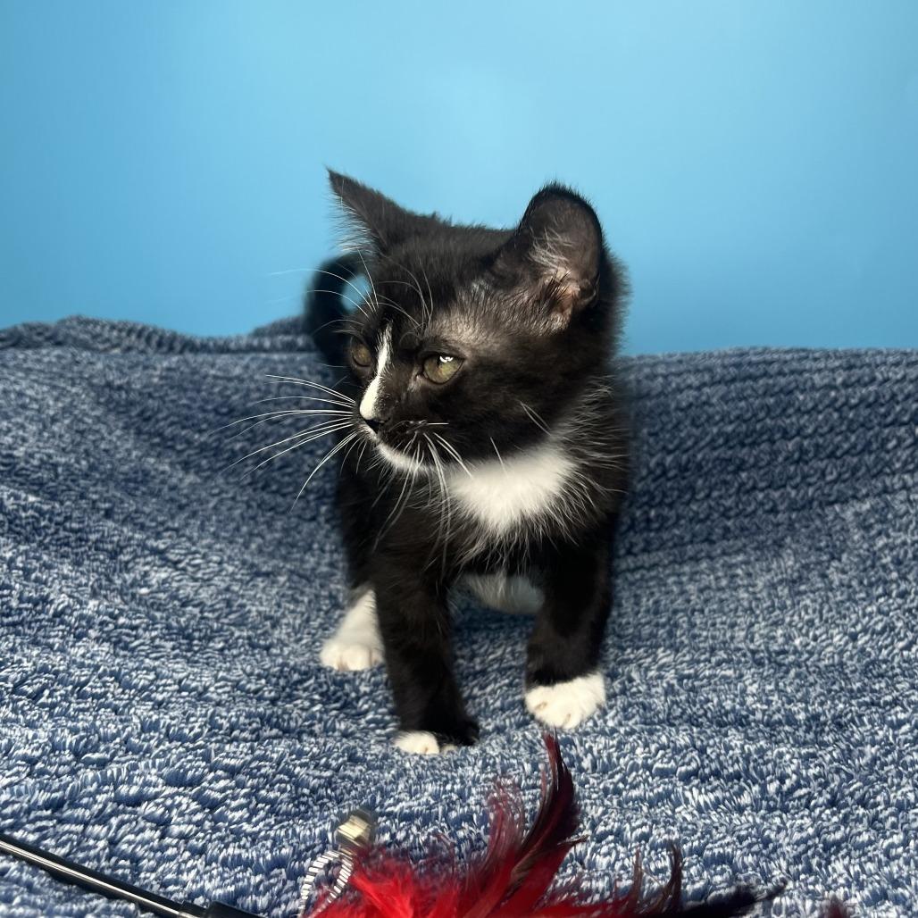 Enlarge Chip, a Adoptable Domestic Short Hair in San Antonio, TX image 2/6