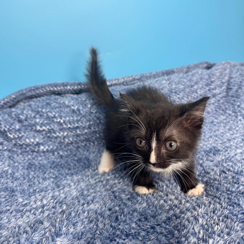 Chip, a Adoptable Domestic Short Hair in San Antonio, TX image 2/6