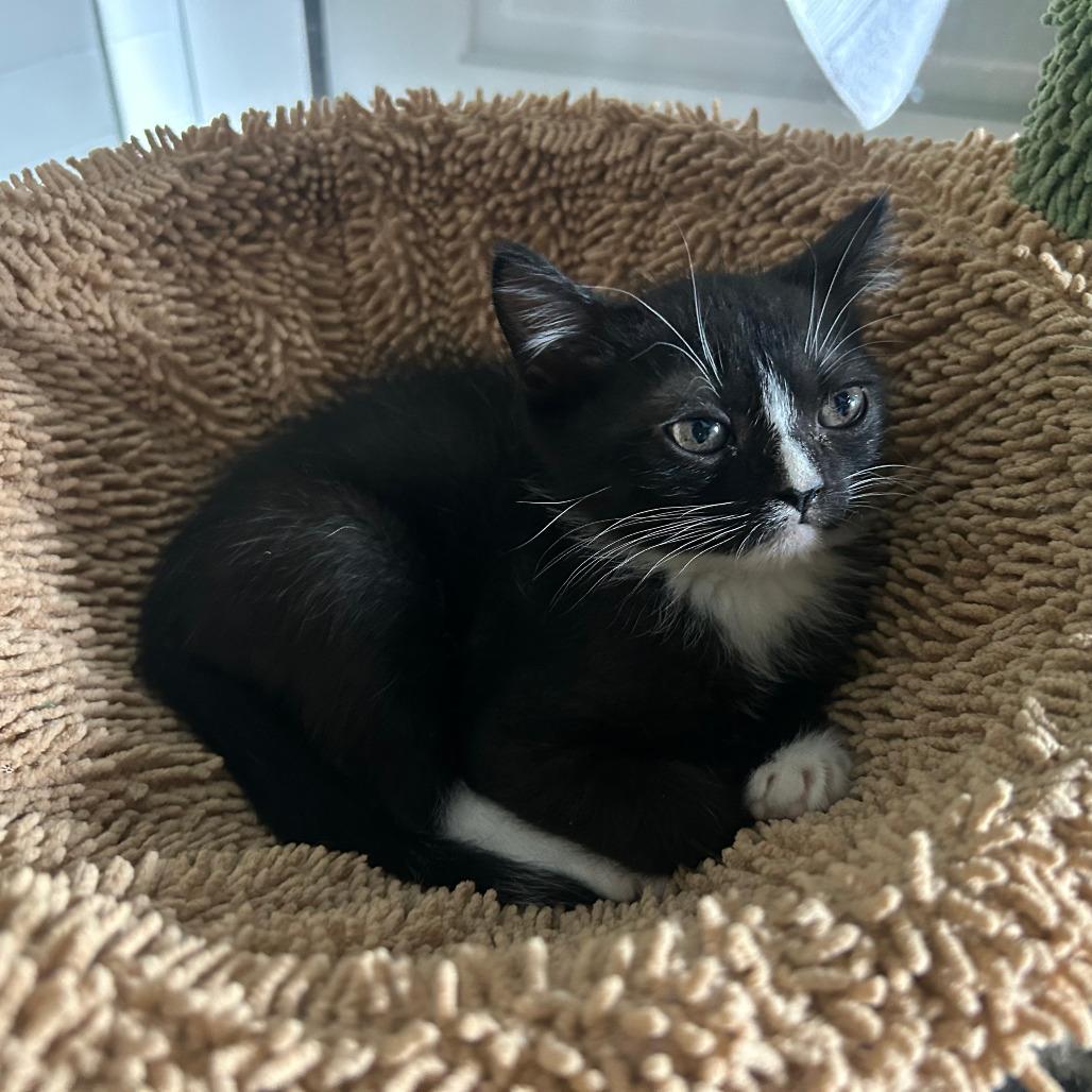 Enlarge Chip, a Adoptable Domestic Short Hair in San Antonio, TX image 3/6