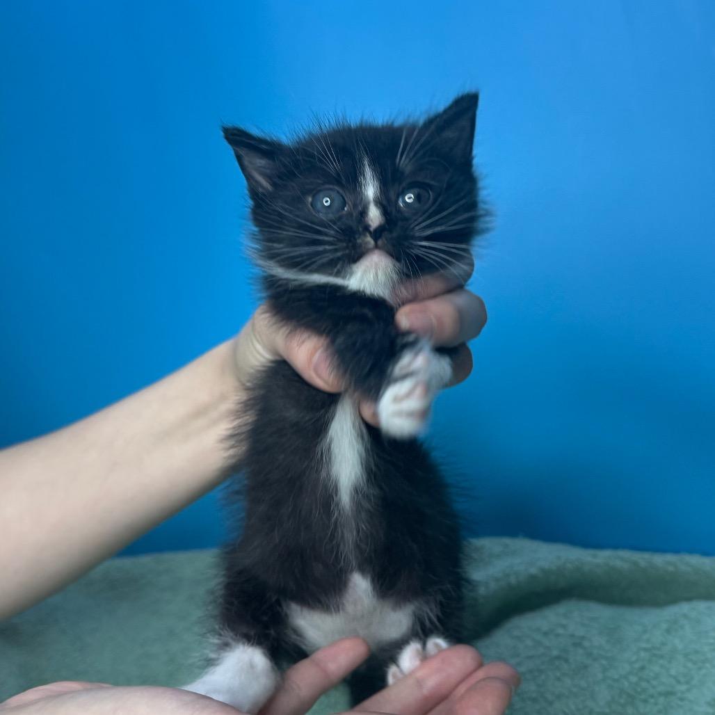 Chip, a Adoptable Domestic Short Hair in San Antonio, TX image 3/6