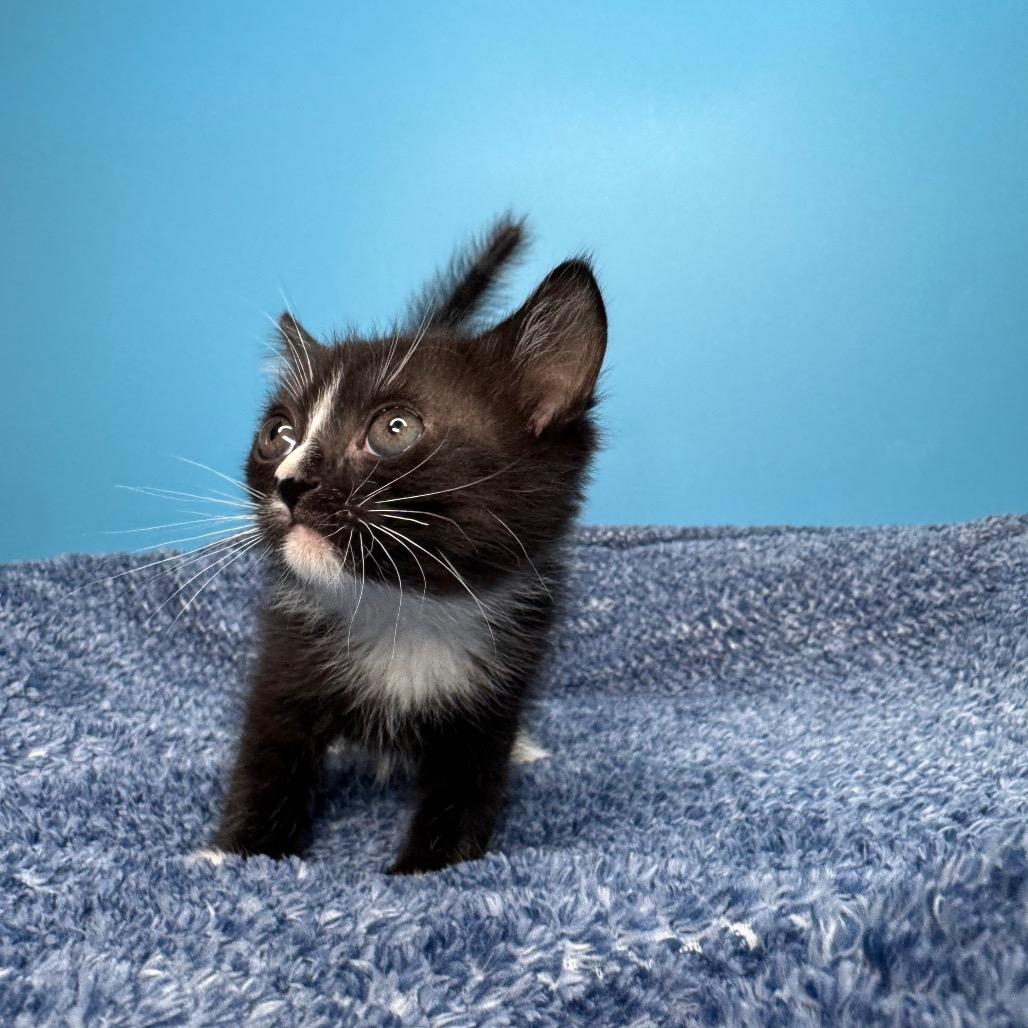 Chip, a Adoptable Domestic Short Hair in San Antonio, TX image 4/6