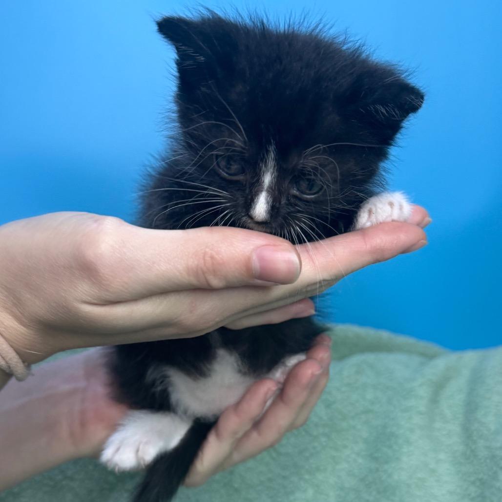 Chip, a Adoptable Domestic Short Hair in San Antonio, TX image 5/6