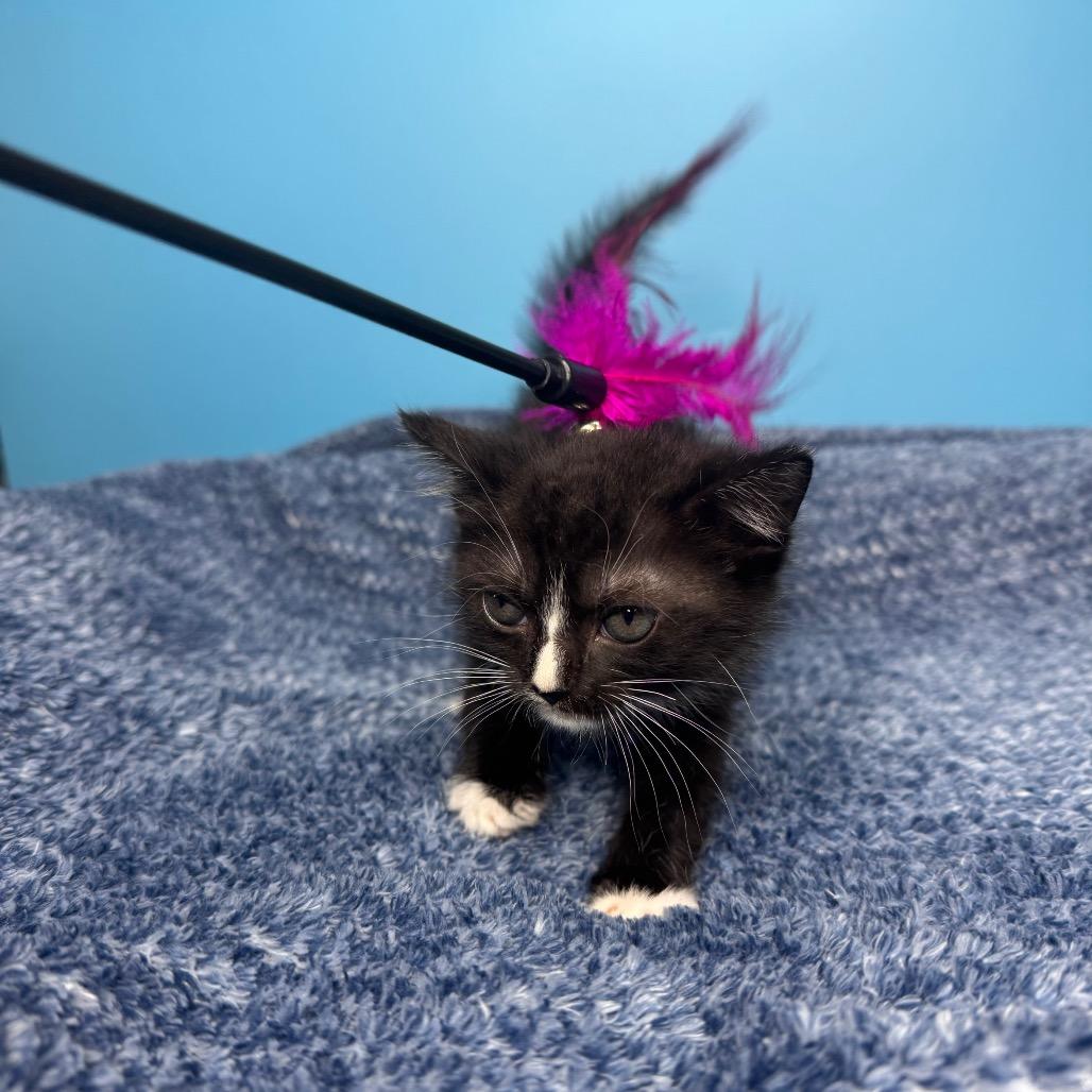 Chip, a Adoptable Domestic Short Hair in San Antonio, TX image 6/6