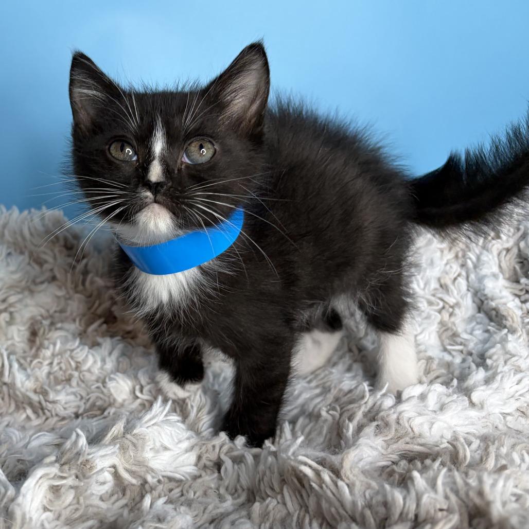 Enlarge Chip, a Adoptable Domestic Short Hair in San Antonio, TX image 6/6