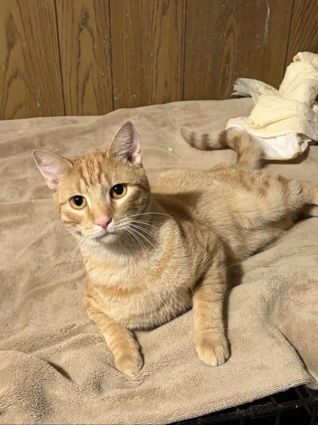 Enlarge Ritchie, a Adoptable Domestic Short Hair in Elmsford, NY image 3/5