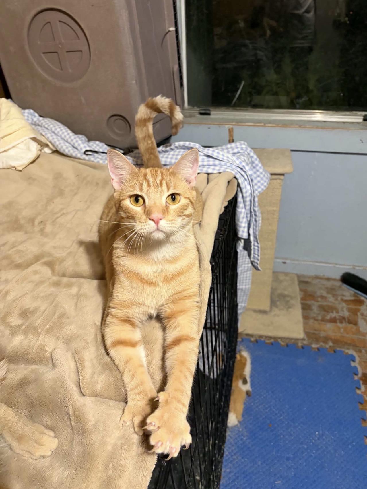 Ritchie, Adoptable, Adult Male Domestic Short Hair.