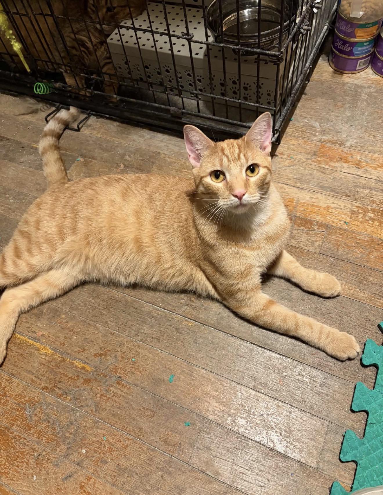 Enlarge Ritchie, a Adoptable Domestic Short Hair in Elmsford, NY image 2/5