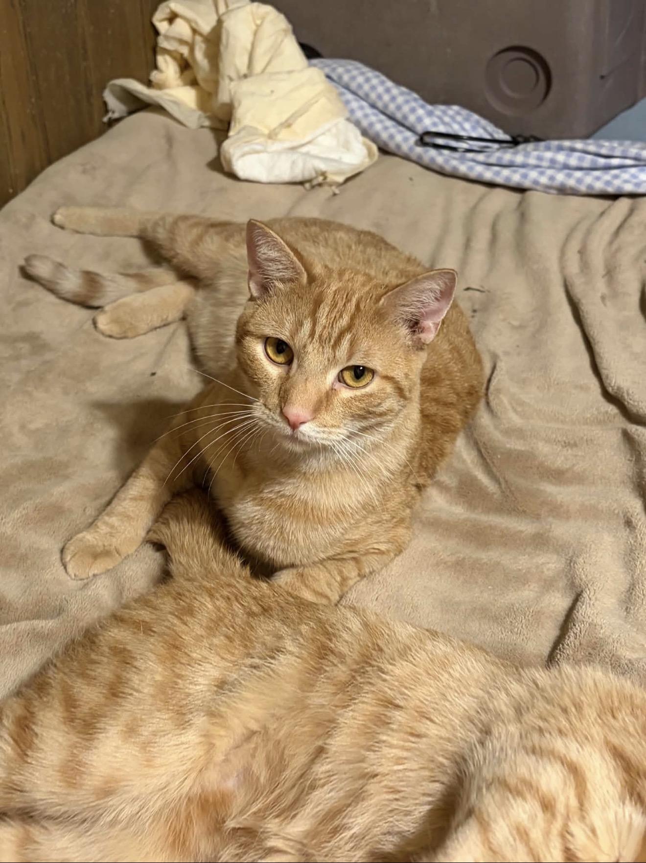 Enlarge Ritchie, a Adoptable Domestic Short Hair in Elmsford, NY image 4/5