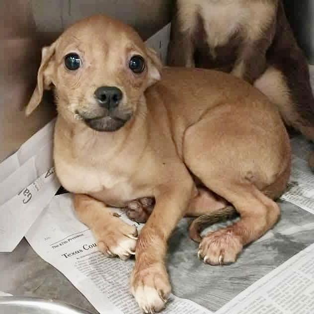 Enlarge PoppyLeigh, a Adoptable Chihuahua in Garner, NC image 3/3