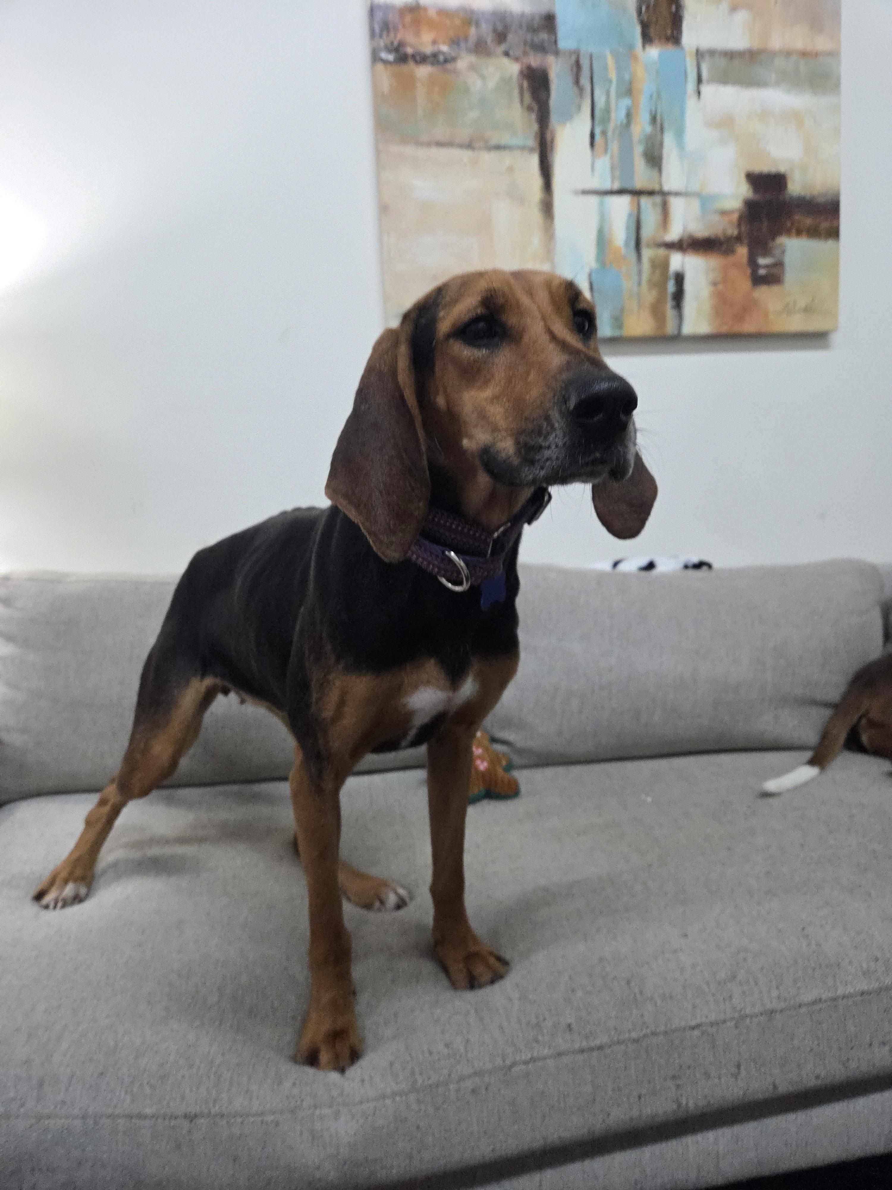 Tessa, Adoptable, Adult Female Black and Tan Coonhound.