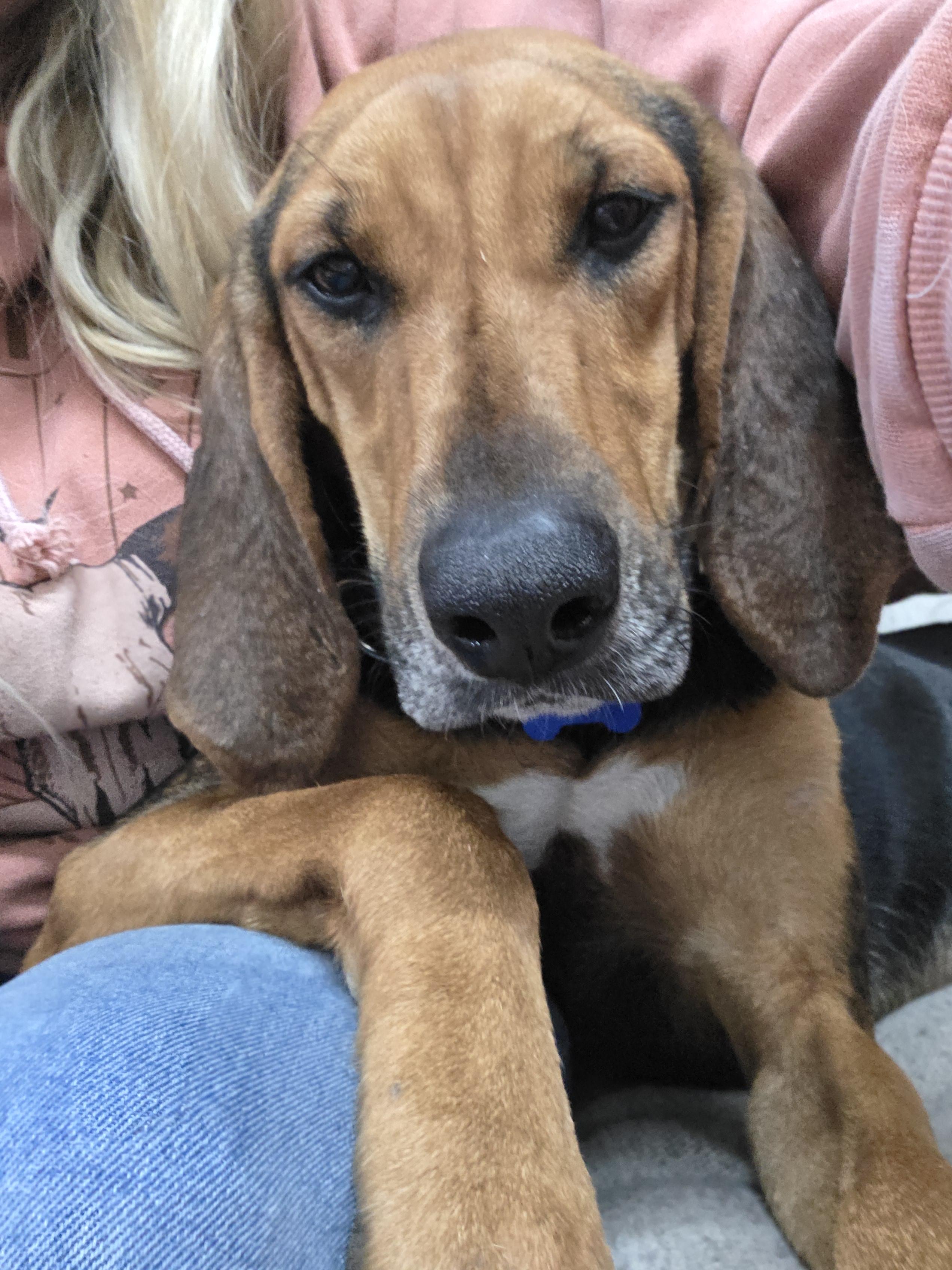 Enlarge Tessa, a Adoptable Black and Tan Coonhound in TULSA, OK image 2/6