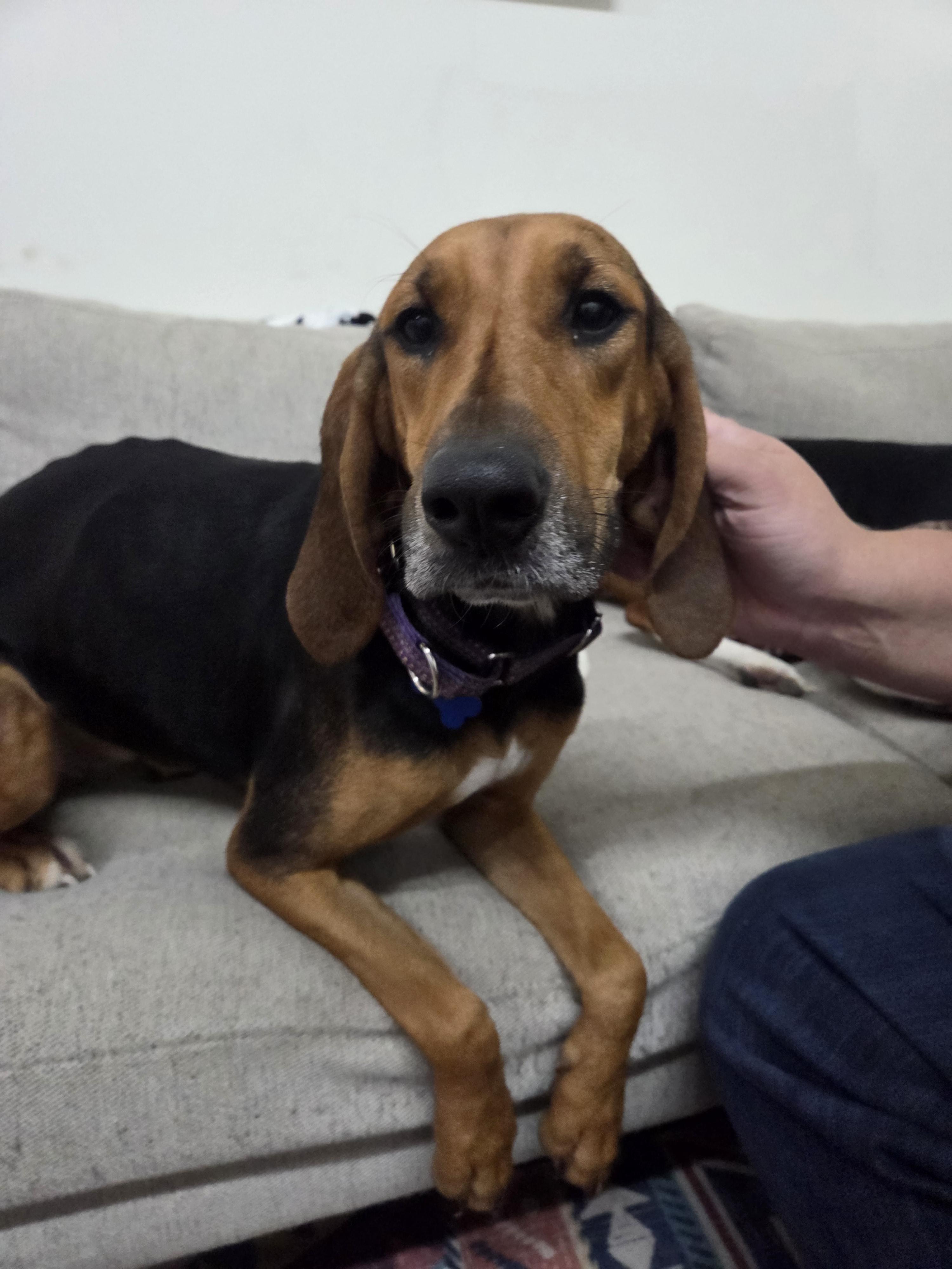 Enlarge Tessa, a Adoptable Black and Tan Coonhound in TULSA, OK image 3/6