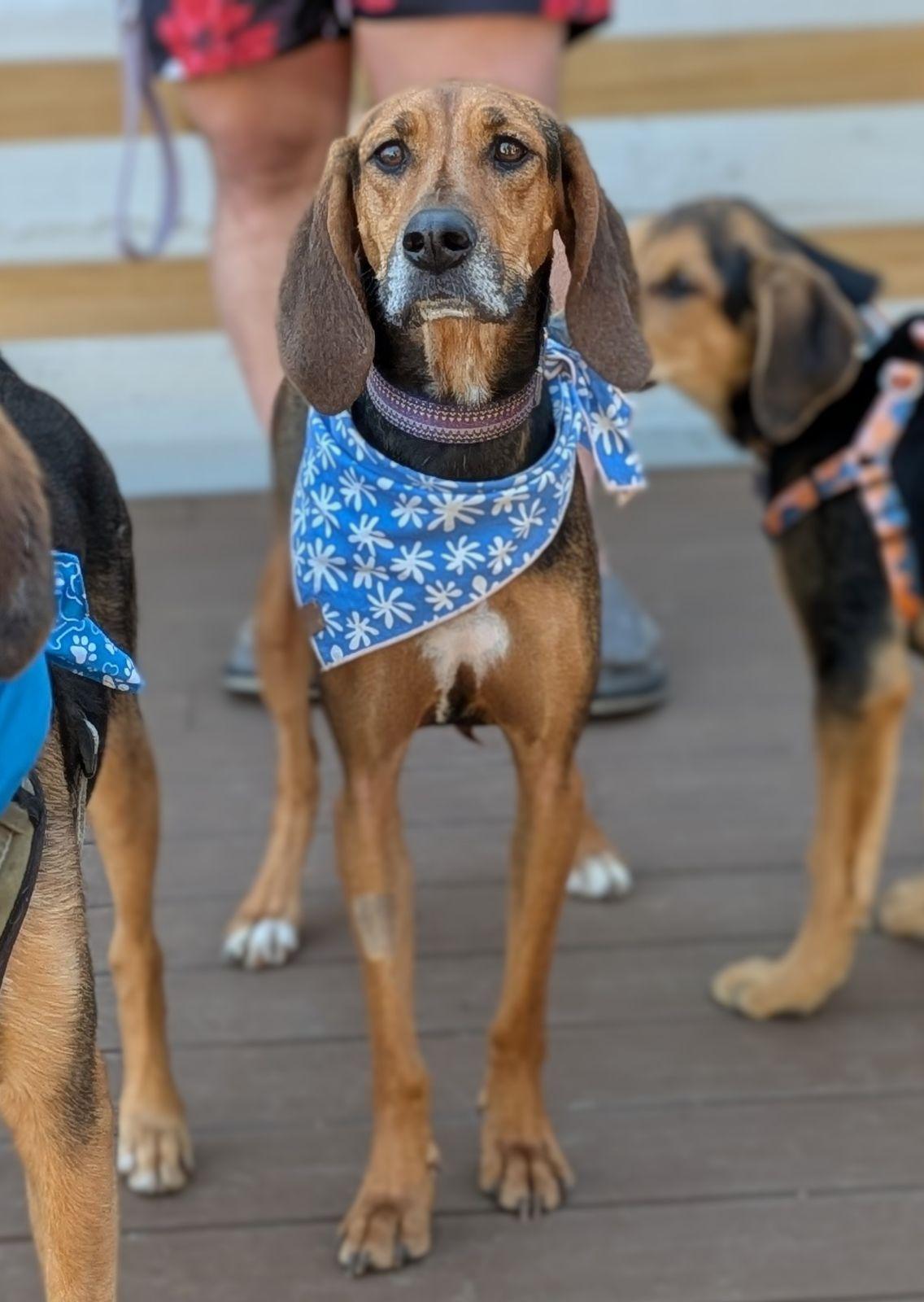 Tessa, Adoptable, Adult Female Black and Tan Coonhound.