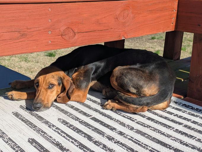 Enlarge Tessa, a Adoptable Black and Tan Coonhound in TULSA, OK image 4/6