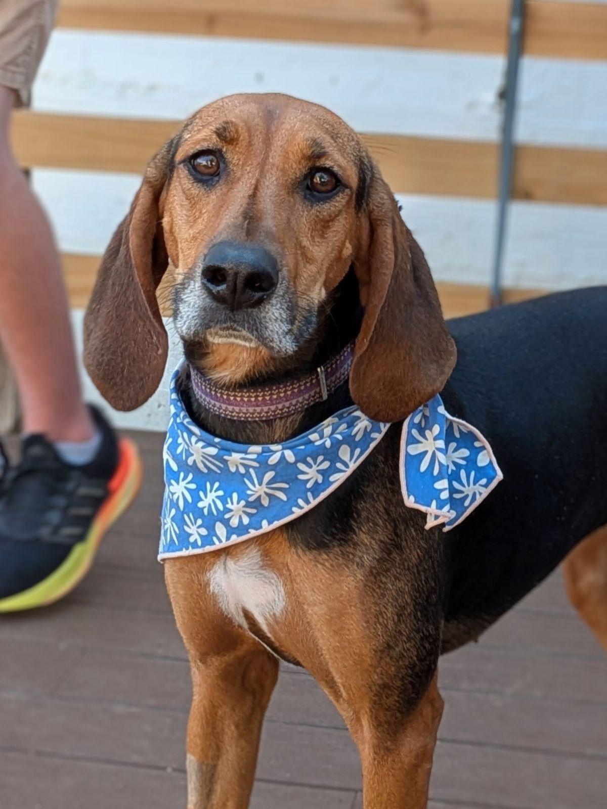 Enlarge Tessa, a Adoptable Black and Tan Coonhound in TULSA, OK image 2/6