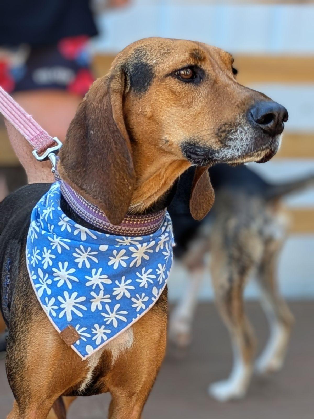Enlarge Tessa, a Adoptable Black and Tan Coonhound in TULSA, OK image 3/6