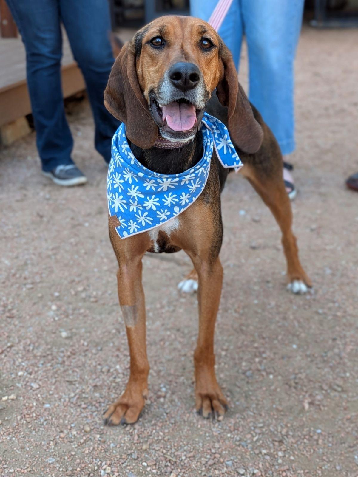 Enlarge Tessa, a Adoptable Black and Tan Coonhound in TULSA, OK image 4/6