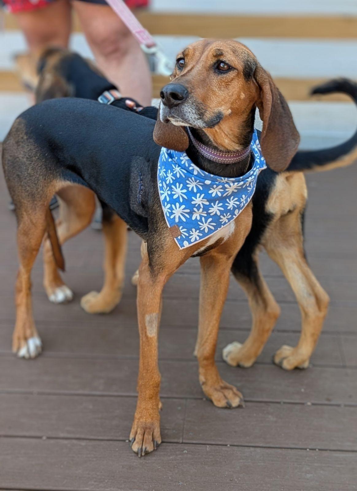 Enlarge Tessa, a Adoptable Black and Tan Coonhound in TULSA, OK image 5/6