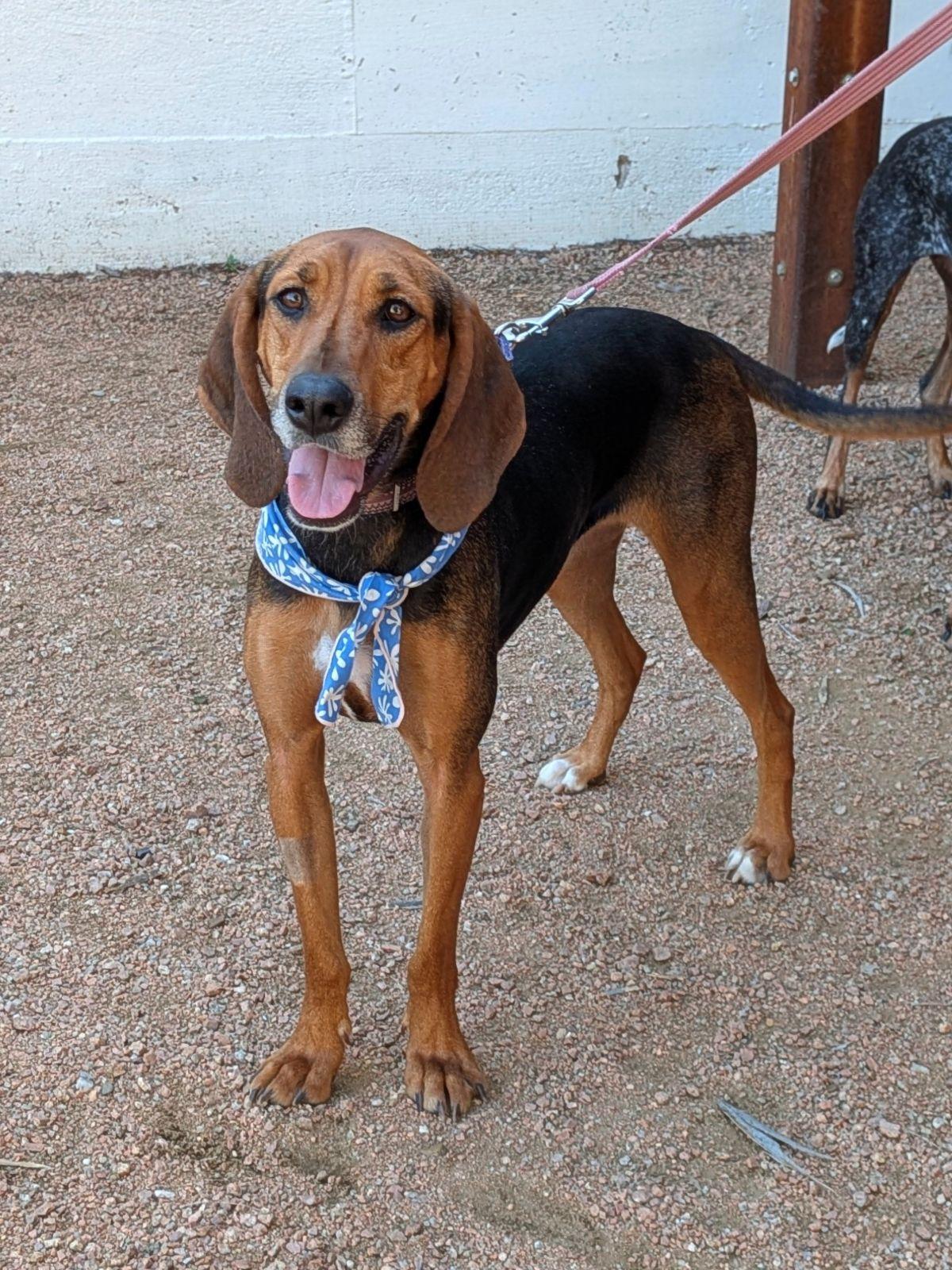 Enlarge Tessa, a Adoptable Black and Tan Coonhound in TULSA, OK image 6/6